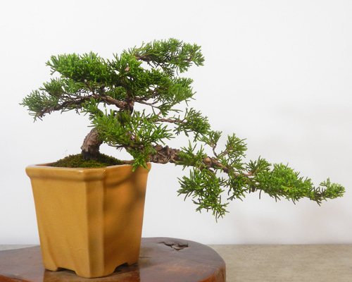 ☆ENGEI ichioki☆糸魚川真柏・小品盆栽☆形良好な一品です☆ その他