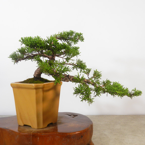 糸魚川真柏 小品盆栽 ☆ENGEI ichioki☆糸魚川真柏・小品盆栽☆形