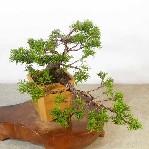 ☆ENGEI ichioki☆糸魚川真柏・小品盆栽☆形良好な一品です☆ その他