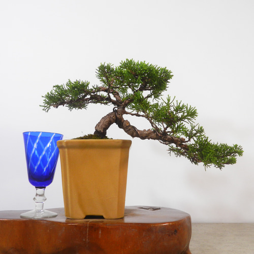 ☆ENGEI ichioki☆糸魚川真柏・小品盆栽☆形良好な一品です☆ その他