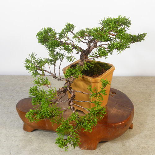 ☆ENGEI ichioki☆糸魚川真柏・小品盆栽☆形良好な一品です☆ その他