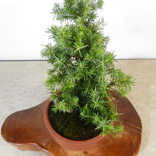 杜松盆栽 盆栽 特選：杜松(としょう) 現品*トショウ Juniperus rigida