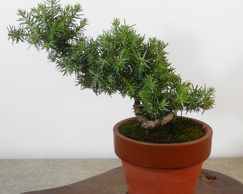 杜松（トショ）　置物　木の根 杜松（トショ） 置物 木の根