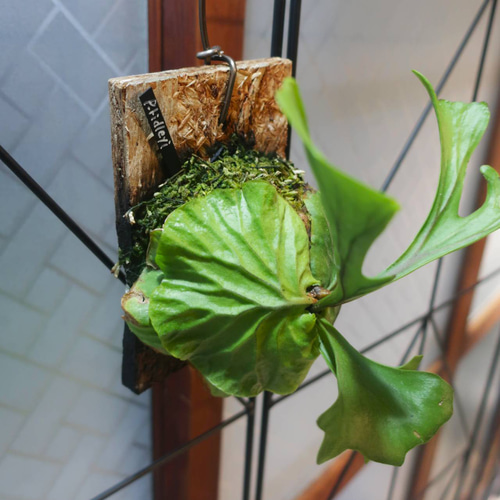 現品【ビカクシダ】リドレイ 板付け【コウモリラン】 アートフラワー