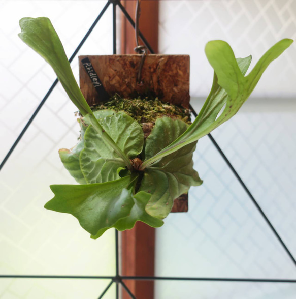 現品【ビカクシダ】リドレイ 板付け【コウモリラン】 アートフラワー