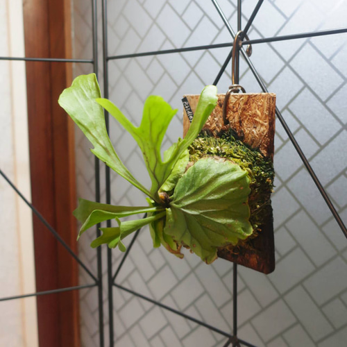 現品【ビカクシダ】リドレイ 板付け【コウモリラン】 アートフラワー