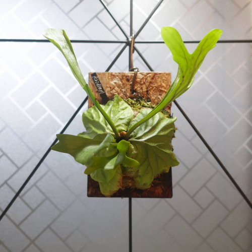 現品【ビカクシダ】リドレイ 板付け【コウモリラン】 アート