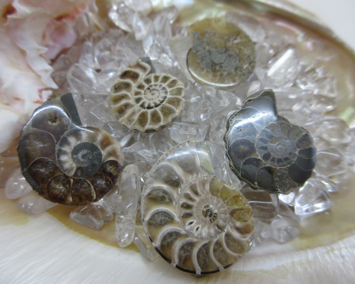 虎柄模様がユニークなマダガスカル産アンモナイト（Ammonite
