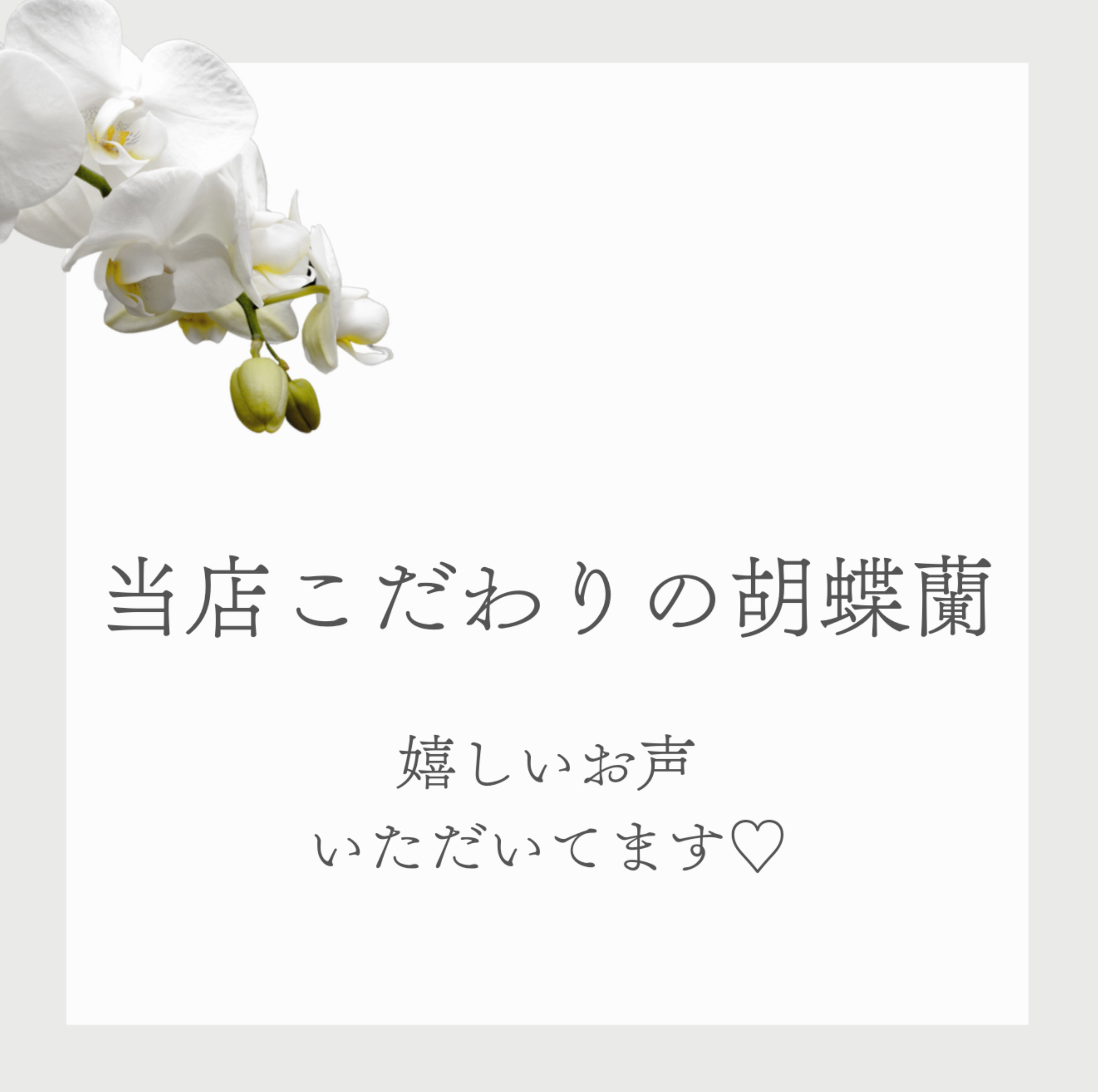当店の胡蝶蘭について♡