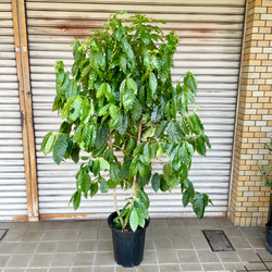 株立 大量実付き 特大 コーヒーの木 その他インテリア雑貨 PLANTS SHOP