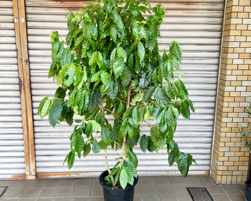 1de1995cd0a091289d2bf2055d22f1