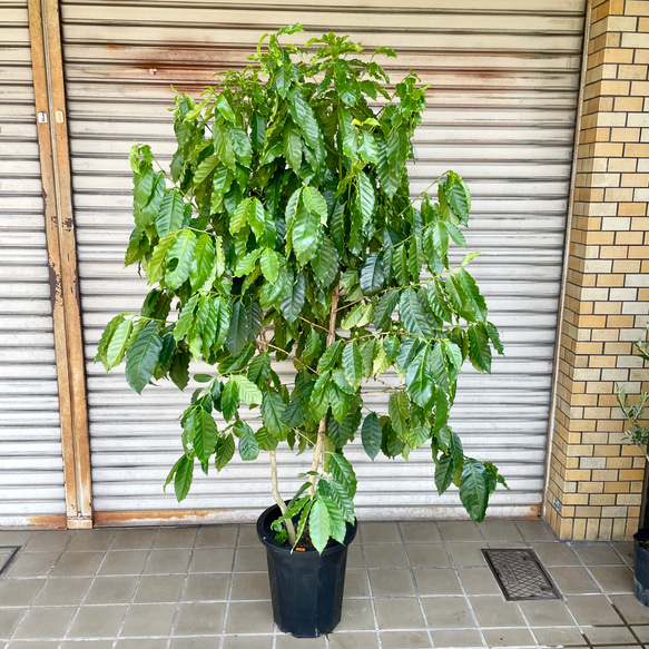 株立 大量実付き 特大 コーヒーの木 その他インテリア雑貨 PLANTS SHOP