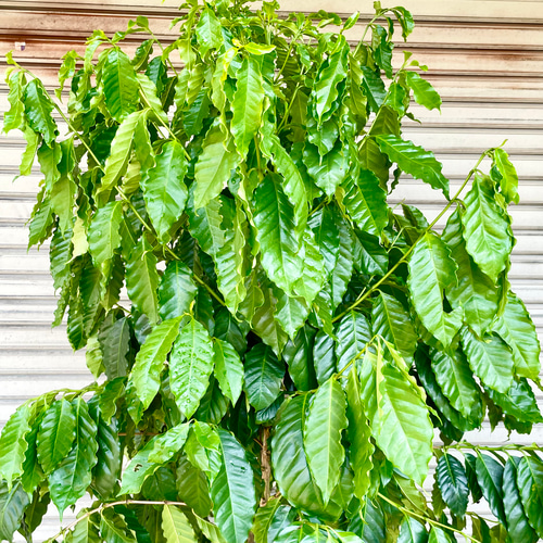 株立 大量実付き 特大 コーヒーの木 その他インテリア雑貨 PLANTS SHOP