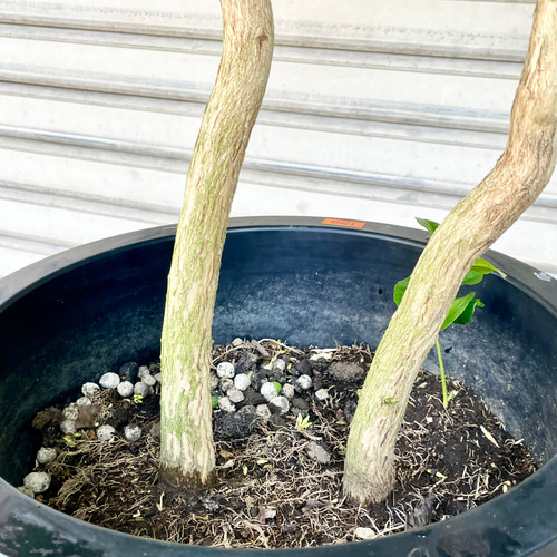 株立 大量実付き 特大 コーヒーの木 その他インテリア雑貨 PLANTS SHOP