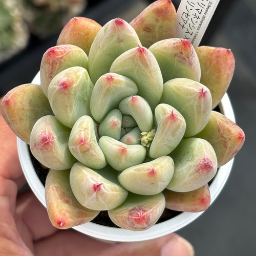 人気レア品種!☆トリマネンシス×リンゼアナ 多肉植物 自家繁殖 人気レア品種!☆トリマネンシス×リンゼアナ 多肉植物 自家繁殖