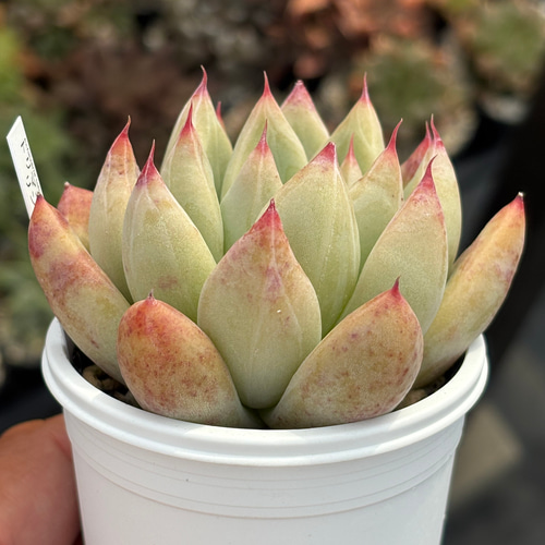 人気レア品種!☆トリマネンシス×リンゼアナ 多肉植物 自家繁殖 人気レア品種!☆トリマネンシス×リンゼアナ 多肉植物 自家繁殖