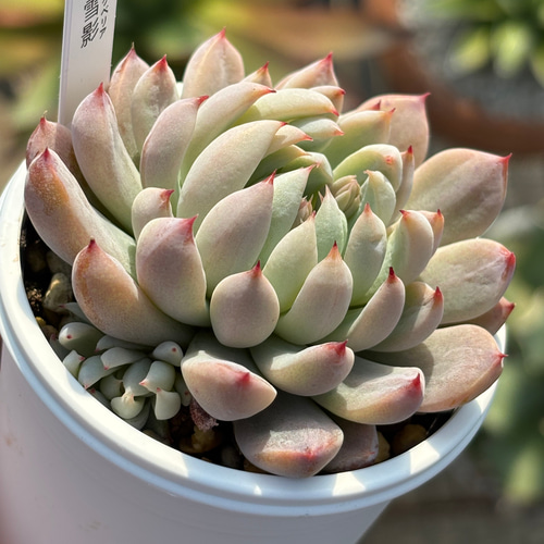 レア品種！☆雪影（子株付き）多肉植物 自家繁殖 国産 多肉植物 美