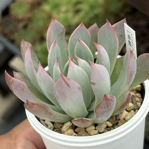 人気レア品種！☆赤鬼 多肉植物 自家栽培 国産 多肉植物 美✴︎taniku