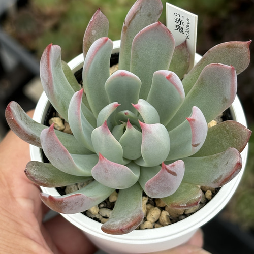 人気レア品種！☆赤鬼 多肉植物 自家栽培 国産 多肉植物 美✴︎taniku