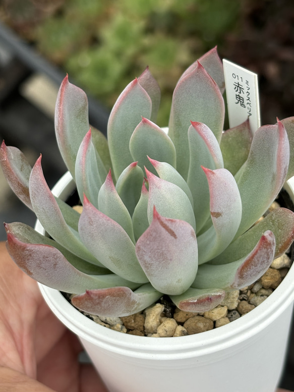 多肉植物　コノフィツム　赤鬼 人気レア品種！☆赤鬼 多肉植物 自家栽培 国産 多肉植物 美✴︎taniku