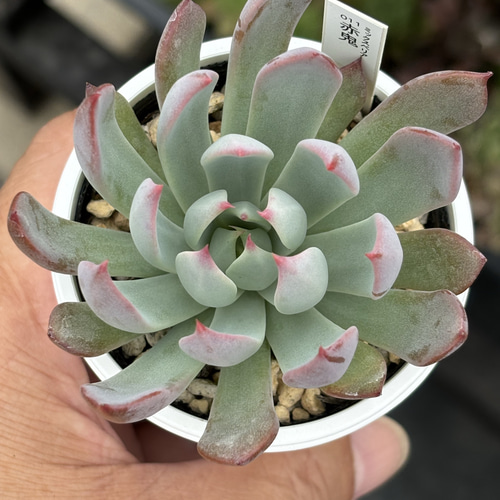 人気レア品種！☆赤鬼 多肉植物 自家栽培 国産 多肉植物 美✴︎taniku