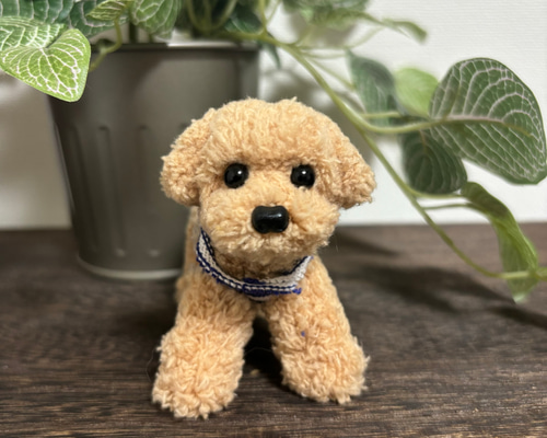 送料込み♡トイプードルアプリコットちゃん。 ティーカッププードル