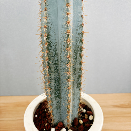 現品］【希少】2番 柱サボテン アズレウス 6号 観葉植物 レア