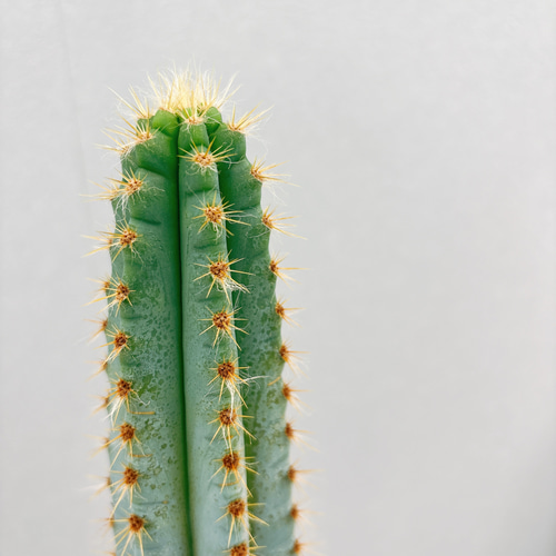 現品］【希少】2番 柱サボテン アズレウス 6号 観葉植物 レア