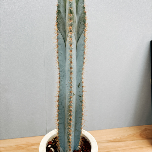 （お得な特別割引価格） 現品］【希少】2番 柱サボテン アズレウス 6号 観葉植物 レア サボテン