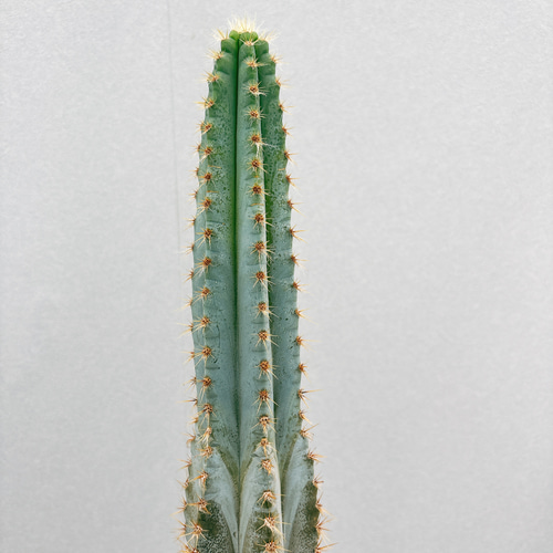 魅了 現品］【希少】2番 柱サボテン レア 観葉植物 6号 アズレウス サボテン