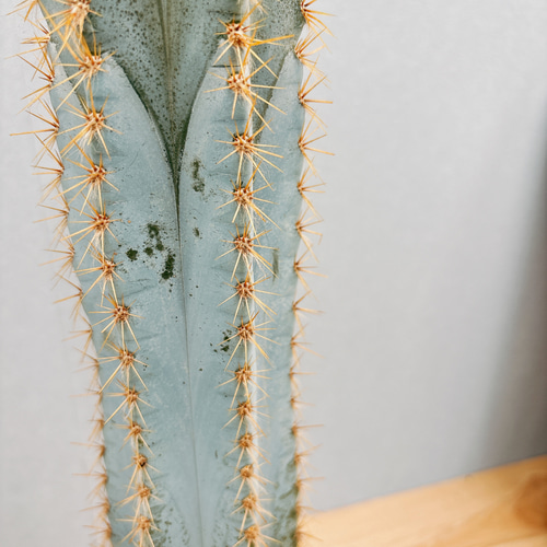 現品］【希少】2番 柱サボテン アズレウス 6号 観葉植物 レア