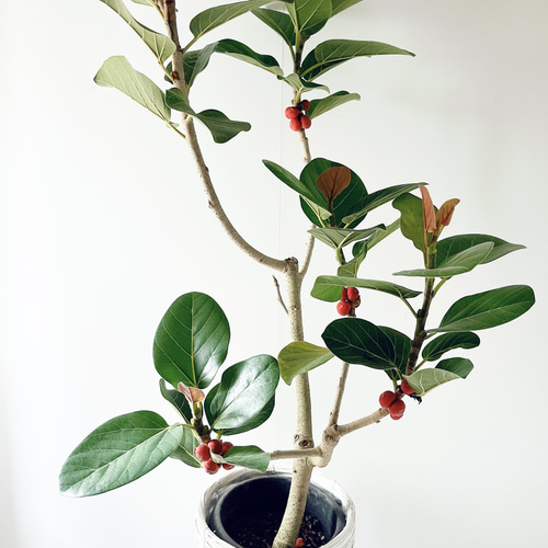 612. フィカス ルーカス 希少 幹太 観葉植物 大型 多肉植物 calm