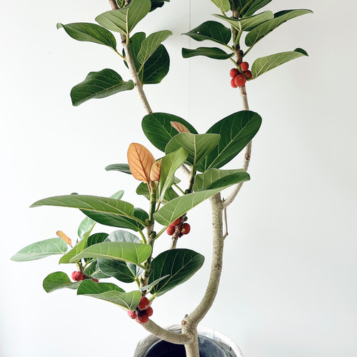 希少レア珍種 フィカスルーカス 幹太美樹形 大型観葉植物