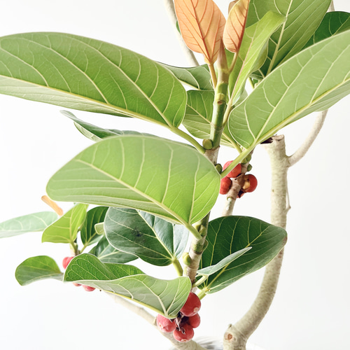 612. フィカス ルーカス 希少 幹太 観葉植物 大型 多肉植物 calm cafe