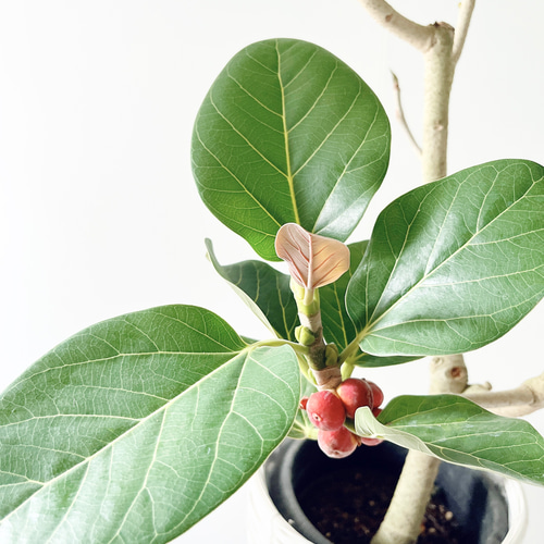 612. フィカス ルーカス 希少 幹太 観葉植物 大型 多肉植物 calm cafe 