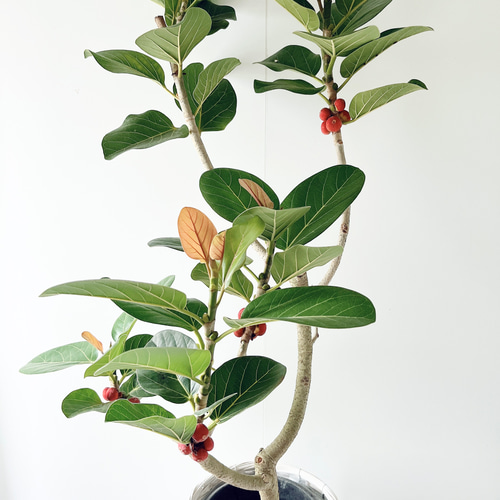 612. フィカス ルーカス 希少 幹太 観葉植物 大型 多肉植物 calm 612. フィカス ルーカス 希少 幹太 観葉植物 大型 多肉植物 calm
