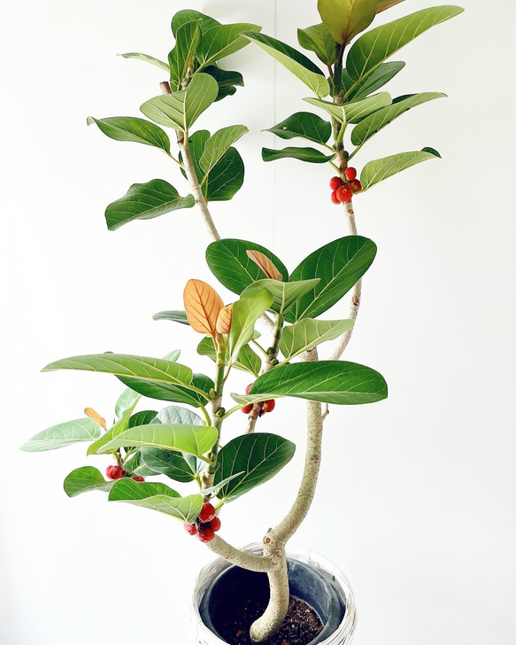 612. フィカス ルーカス 希少 幹太 観葉植物 大型 多肉植物 calm 612. フィカス ルーカス 希少 幹太 観葉植物 大型 多肉植物 calm