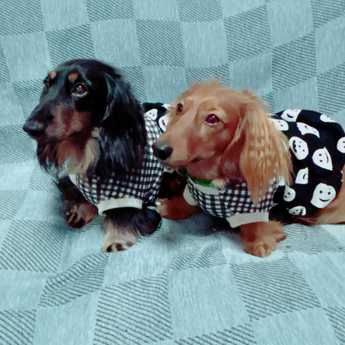 オーダー可＊ハンドメイド犬服＊ハロウィンバルーンタンク オーダー可＊ハンドメイド犬服＊ハロウィンバルーンタンク