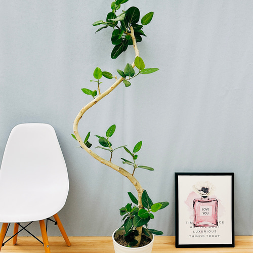 ［現品］13番　フィカス　ベンガレンシス　曲がり　8号　観葉植物　室内　人気 観葉植物 フィカス ベンガレンシス 8号 曲り プラスチック鉢