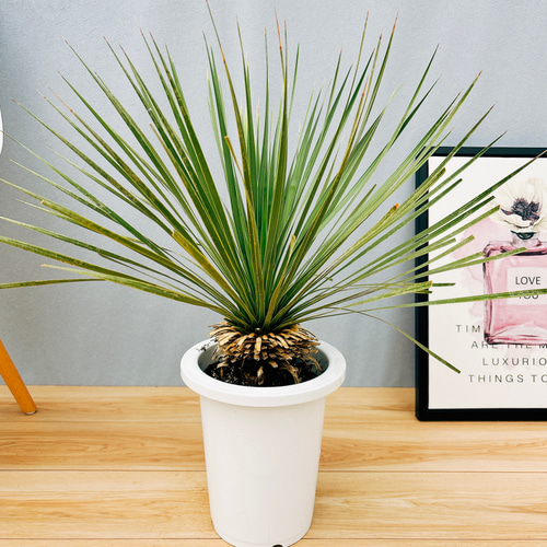 現品］ユッカ ロストラータ サファイアスカイズ 7号 観葉植物 