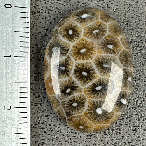 高品質 フォッシルコーラル 珊瑚の化石 25ミリ Tu557 天然石 pinky