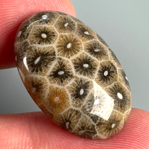 高品質 フォッシルコーラル 珊瑚の化石 25ミリ Tu557 天然石 pinky