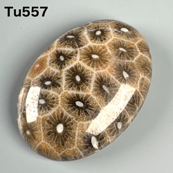 高品質 フォッシルコーラル 珊瑚の化石 25ミリ Tu557 天然石 pinky