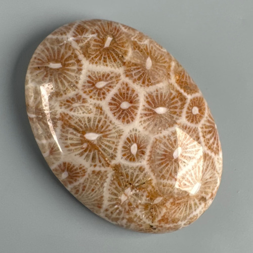 珊瑚化石4.5kg ーt899 珊瑚化石4.5kg ーt899 楽天市場】珊瑚 化石の通販