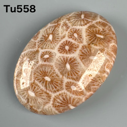 高品質 フォッシルコーラル 珊瑚の化石 25ミリ Tu558 天然石 pinky