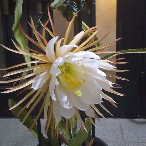 現品】 多肉植物 花サボテン 風雅 サボテン：ハナサボテン 品種