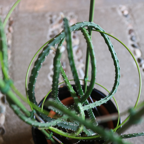 現物 不思議なサボテン ＜夜女王＞ A 多肉植物 Bee's knees 通販