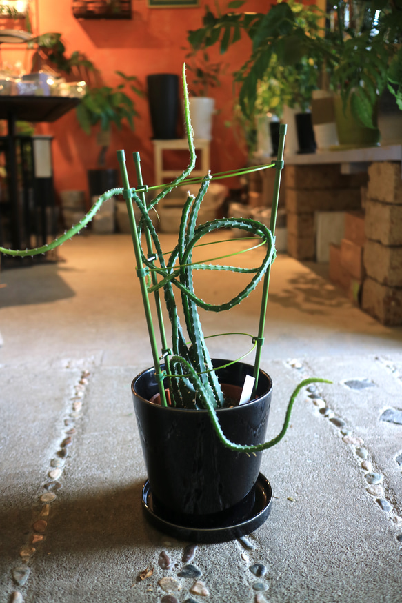 現物 不思議なサボテン ＜夜女王＞ A 多肉植物 Bee's knees 通販