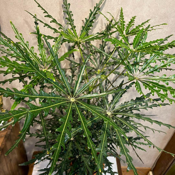 SALE❗️アラレア❤️グリーンエレガンス 6号鉢 多肉植物