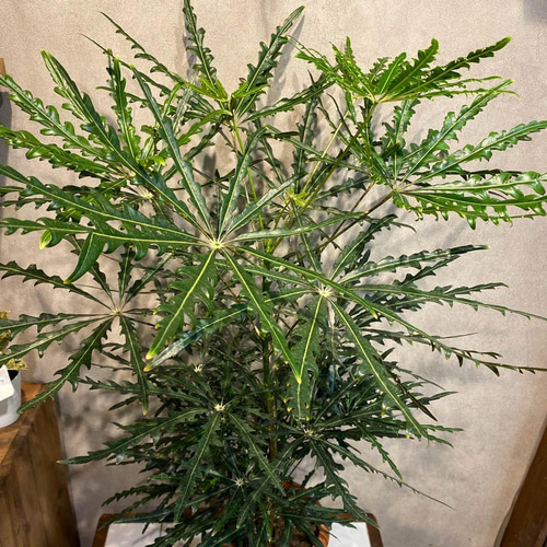グリーンアラレア　♻️リユース観葉植物 グリーンアラレア 8号 白陶器鉢 アラレア ディジゴセカ 観葉植物